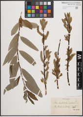 Foto von Salix cinerea L. x Salix viminalis L.